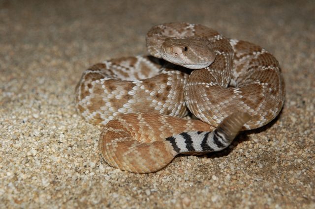 crotalus ruber.jpg [201 Kb]